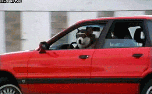 funny-gifs-get-in-the-car