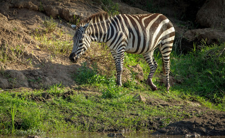 zebra-5