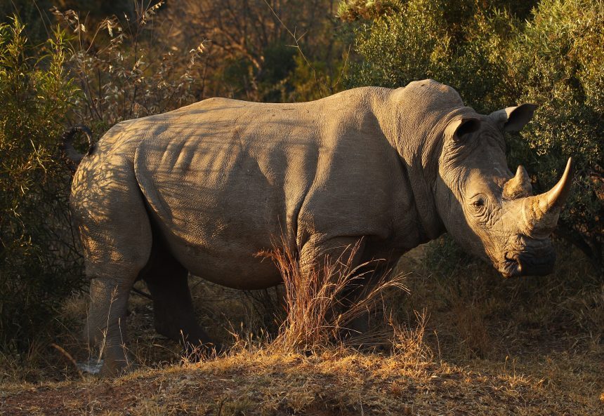 rinoceronte-blanco-muerte-chapultepec