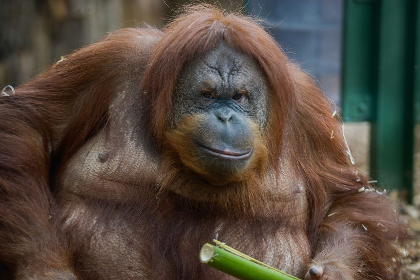 orangutan-muerte-chapultepec