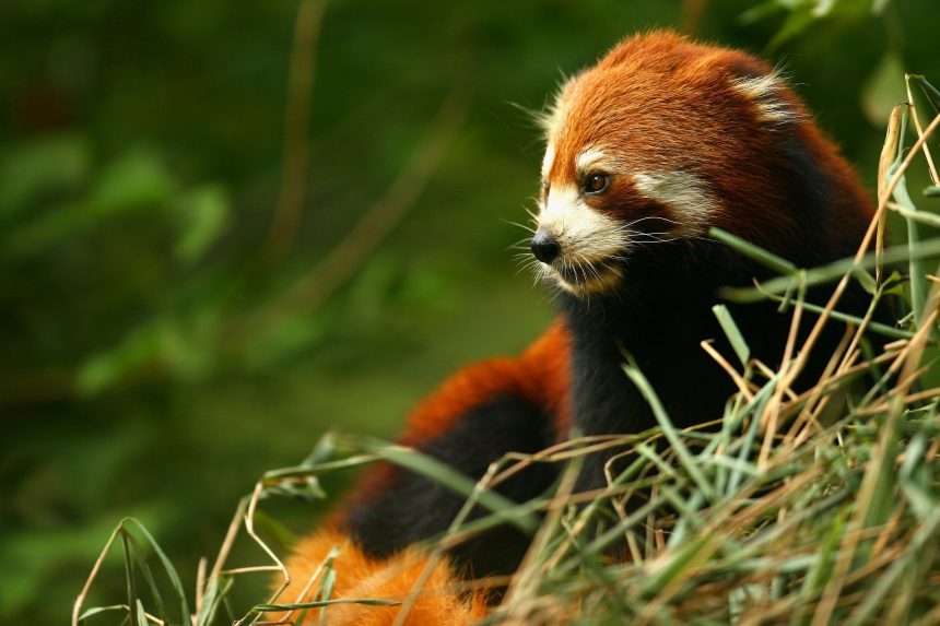 panda-rojo-muerte-chapultepec
