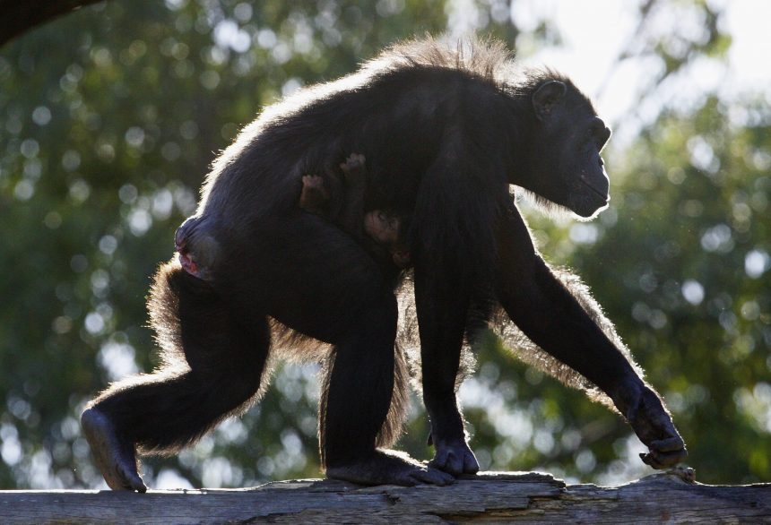 chimpance-muerte-chapultepec
