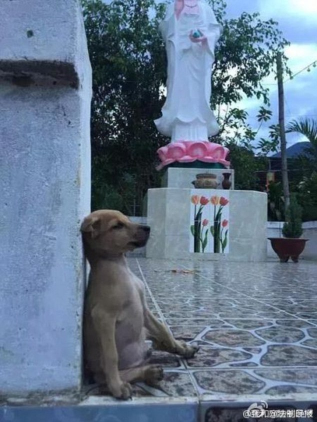 cachorro-altar-templo