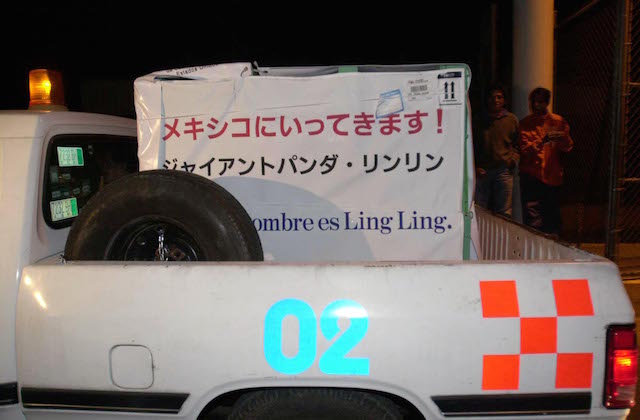 384980 02: The giant panda Ling Ling, a 15 year old male, arrives inside a box January 29, 2001 to Mexico City's Int''l Airport where he will be sent to the Chapultepec Zoo in Mexico City, Mexico. Ling Ling was sent over by the Ueno Zoo in Tokyo, Japan with hopes that he will mate and father an offspring. (Photo by Susana Gonzalez/Newsmakers)