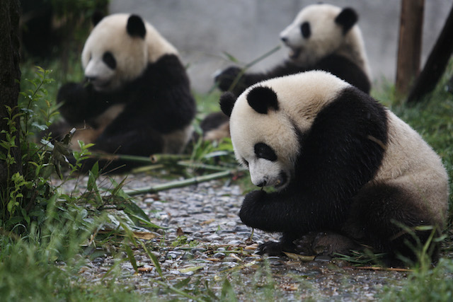 CH: Lack Of Tourists Aftr Earthquake At Pandas Breeding Center in Chengdu