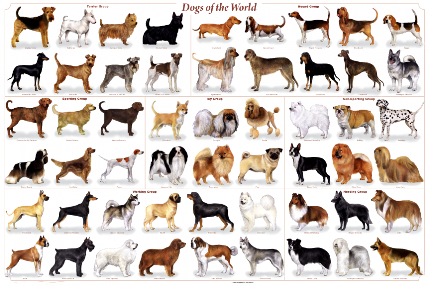 perros-razas-enfermedades-1