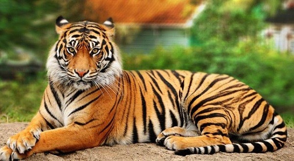 tigre-grandes-felinos-animales-extincion-2
