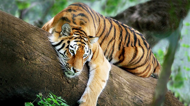 tigre-grandes-felinos-animales-extincion-3