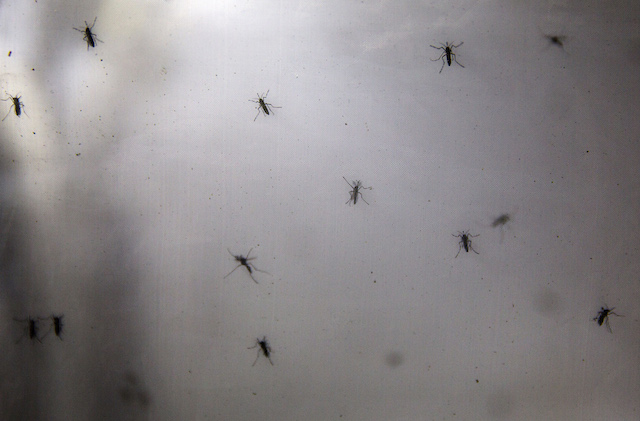 virus-zika-mosquito-contagio