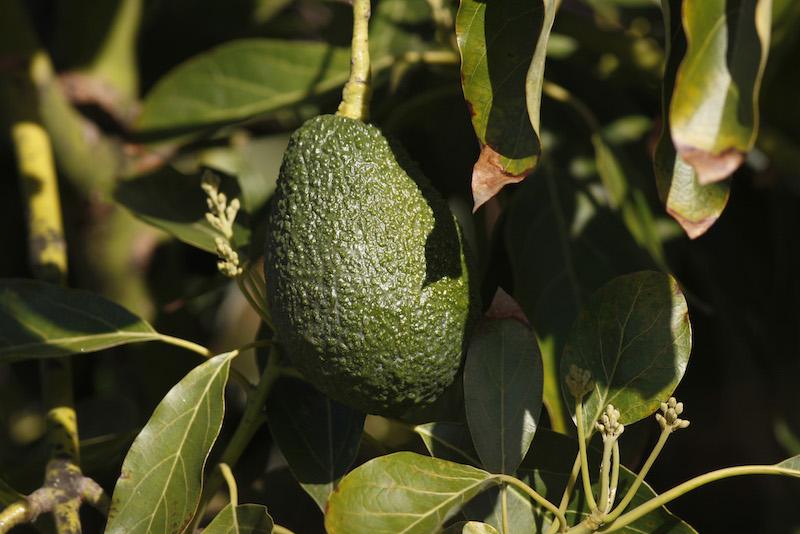 aguacate-fruta-avocado-cosecha-plantacion