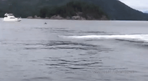 ballena-kayak-salto