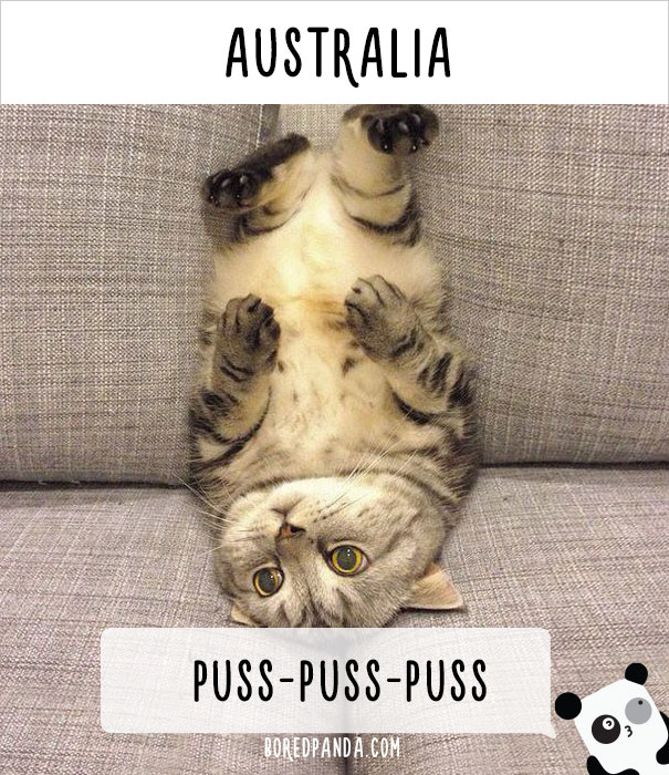llamado-gatos-australia