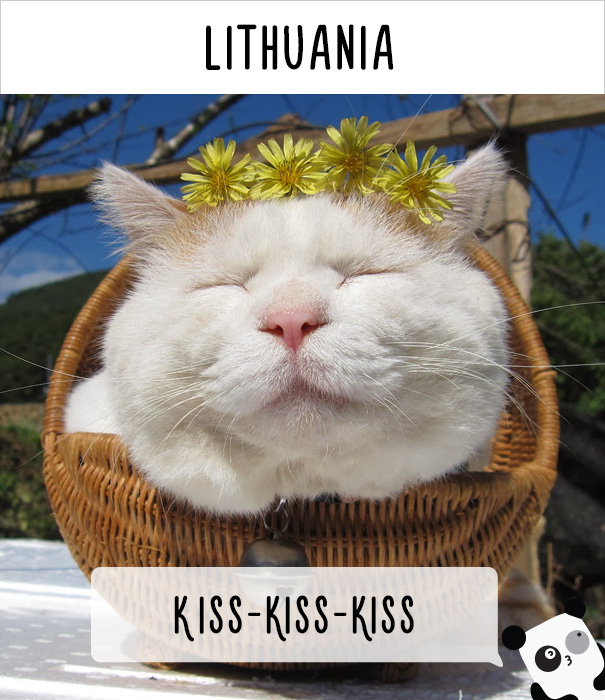 llamado-gatos-lituania