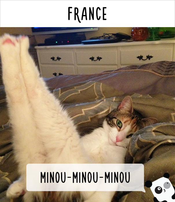 llamados-gatos-francia