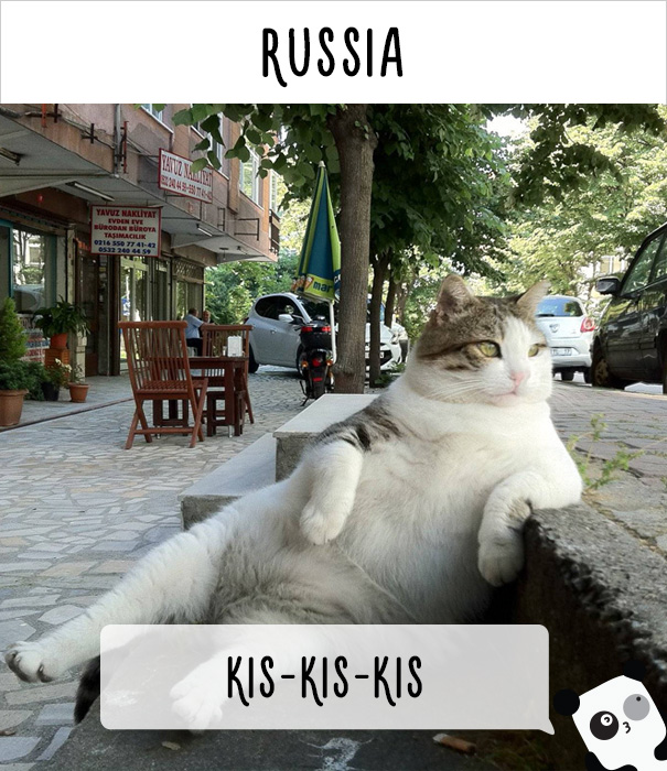 llamados-gatos-rusia