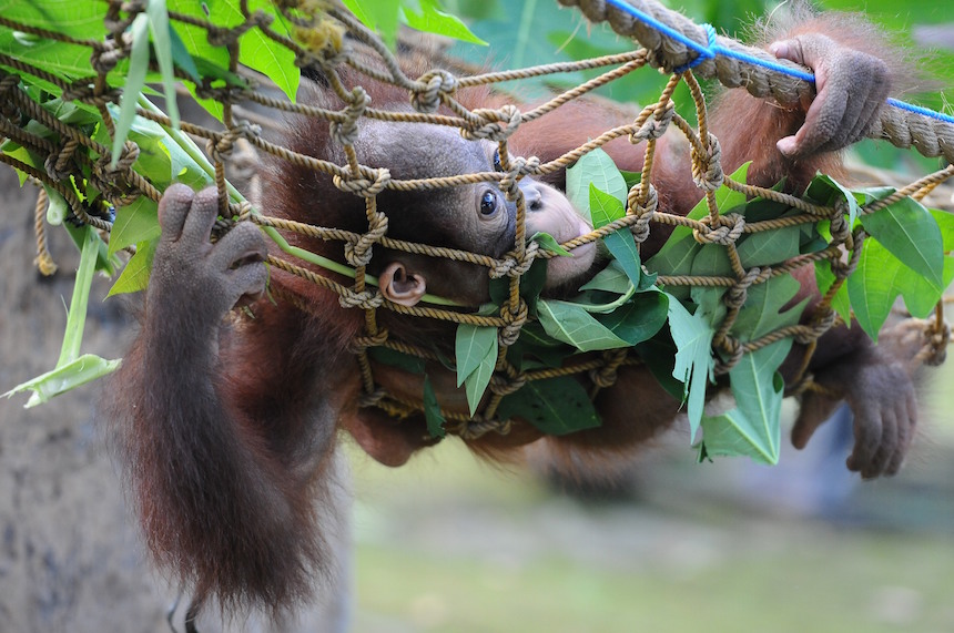 orangutan-bebe