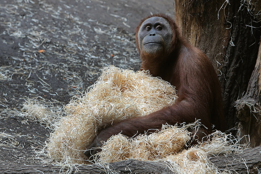 orangutan-cautiverio