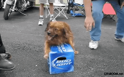Perro protege cervezas a toda costa