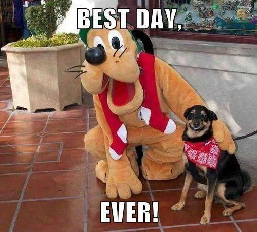 best-day-ever-meme-pluto-perro