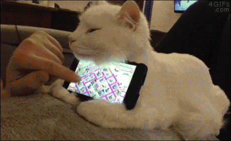 gato-smartphone