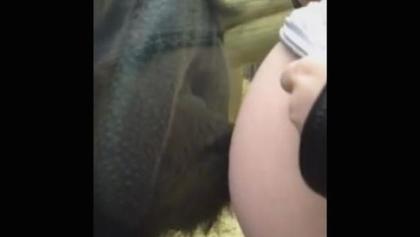 Un orangután besó el vientre de una mujer embarazada que se acercó a su jaula.