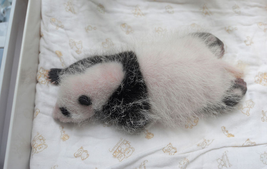 El panda de dos meses del zoológico de Shangai ya tiene nombre