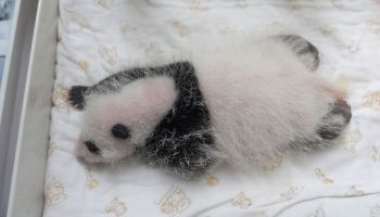 El panda de dos meses del zoológico de Shangai ya tiene nombre