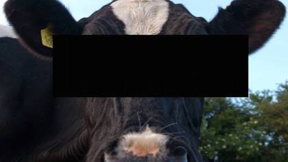 Censura - Vaca