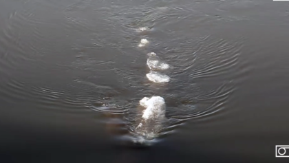 Video viral - ¿Nessie de Alaska?