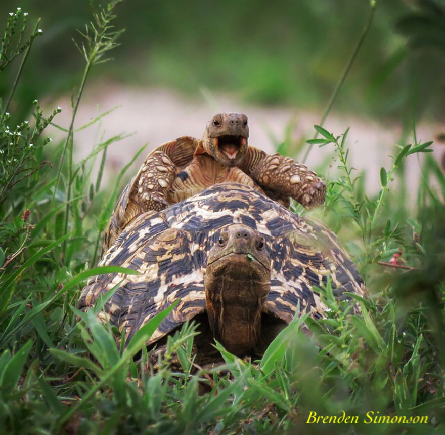  The Comedy Wildlife Photography Awards