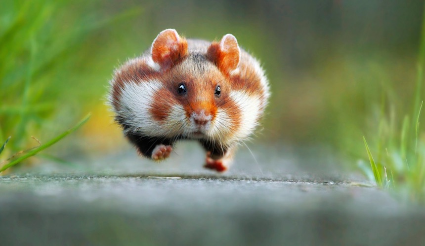 The Comedy Wildlife Photography Awards 2015