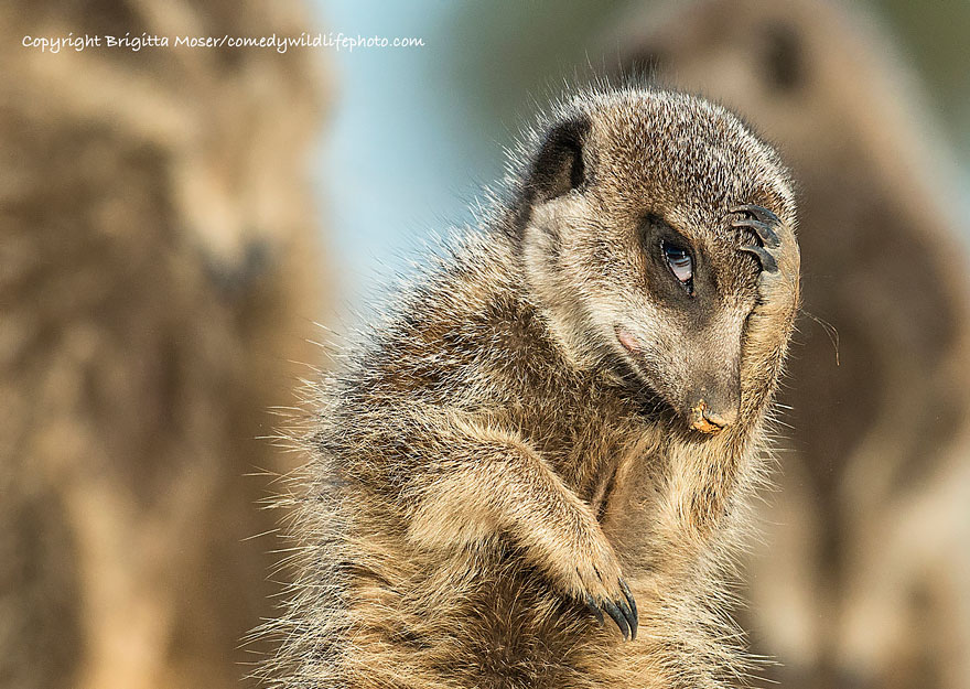  The Comedy Wildlife Photography Awards