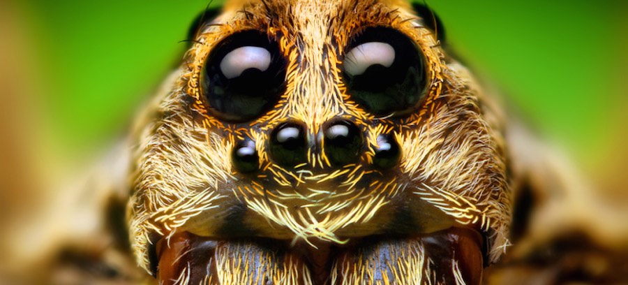 Araña saltadora - Close up
