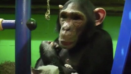 Gatito y chimpancé - Mejores amigos