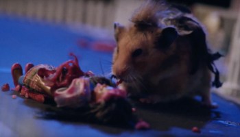 Tiny Hamster is a Zombie!