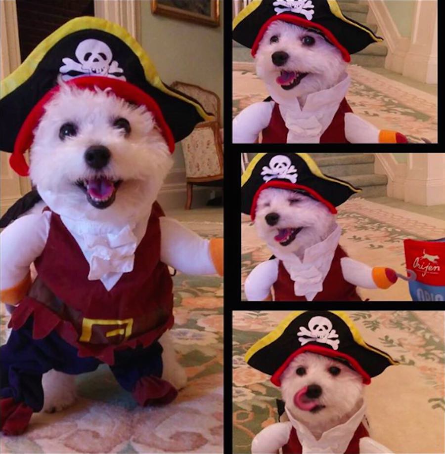 Perrito con disfraz de pirata
