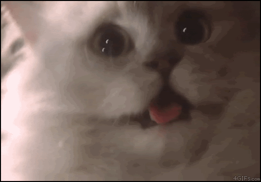 Gatito asustado - GIF