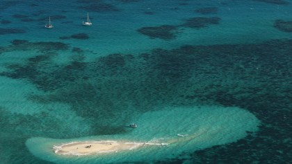 La Gran Barrera de Coral en Australia aún no está muerta, pero sí muy enferma