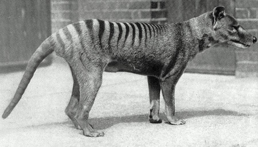 Animal extinto - Lobo marsupial