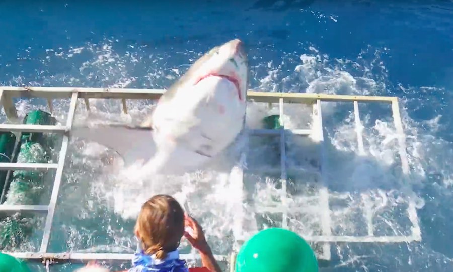 El ataque de un tiburón blanco