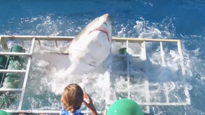 El ataque de un tiburón blanco