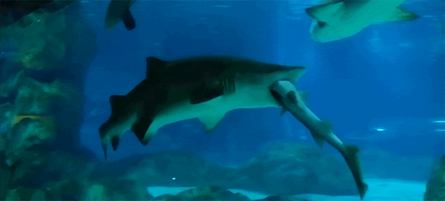 Tiburón come tiburón - GIF