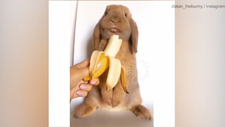 Zlatan el conejo más adorable de internet