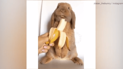 Zlatan el conejo más adorable de internet
