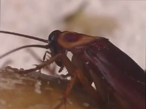 Cucaracha - GIF