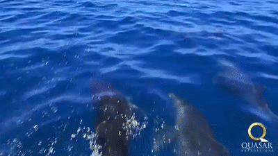 Delfines en las Islas Galápagos - GIF