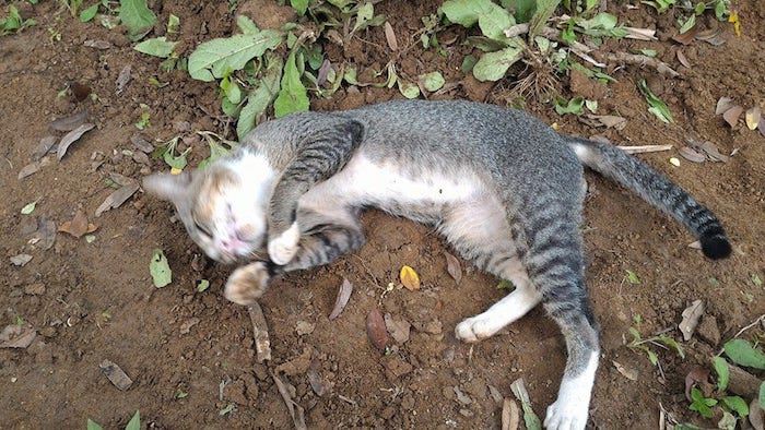 Un gato pasó un año en la tumba de su dueña