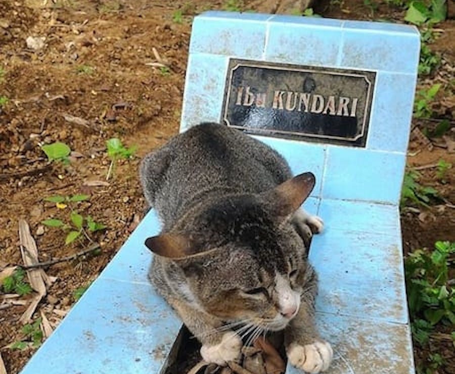 Un gato pasó un año en la tumba de su dueña