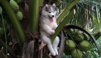 El cachorro de Husky atorado en un árbol