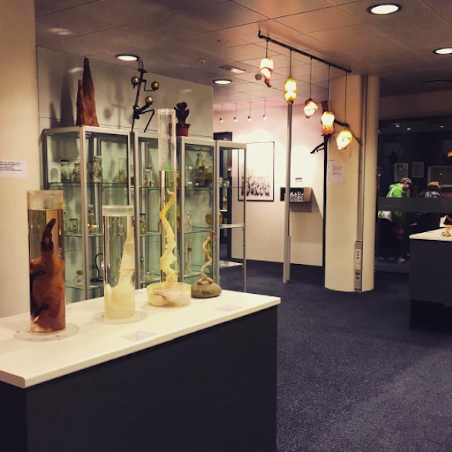 Museo de penes en Islandia
